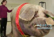 世界之最动物排行 中国巨型家猪亮瞎你的眼睛?