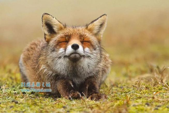 狐仙到底是不是真实存在?狐狸可以修炼成精吗?